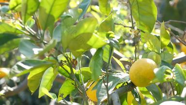 柑橘类橙色水果树加州美国春天花园美国当地的农业农场种植园家园园艺多汁的新鲜的叶子异国情调的热带收获分支春天太阳